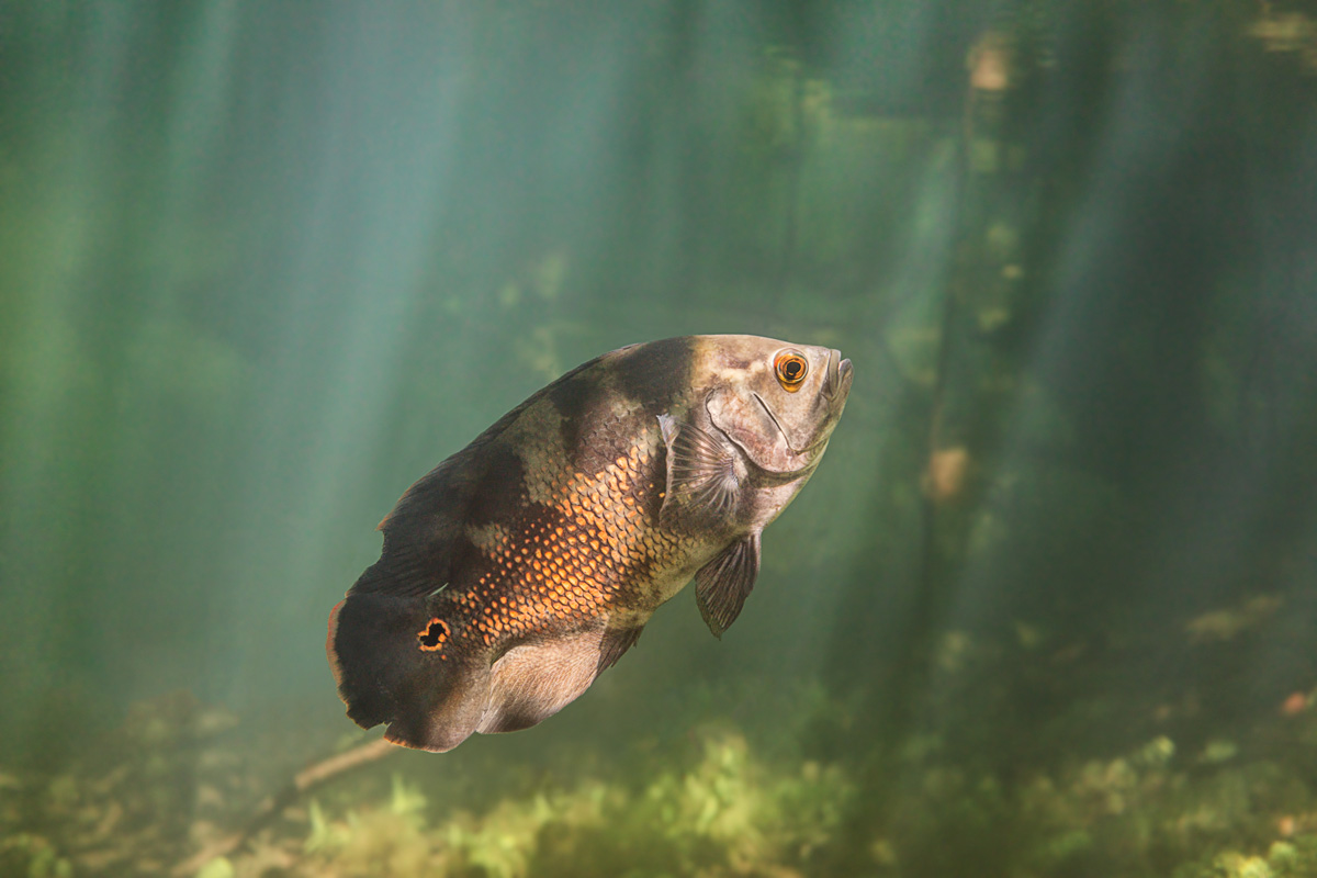 Fotografía de Iván Mikolji de un ejemplar de Astronotus mikoljii o pez oscar. IVÁN MIKOLJI