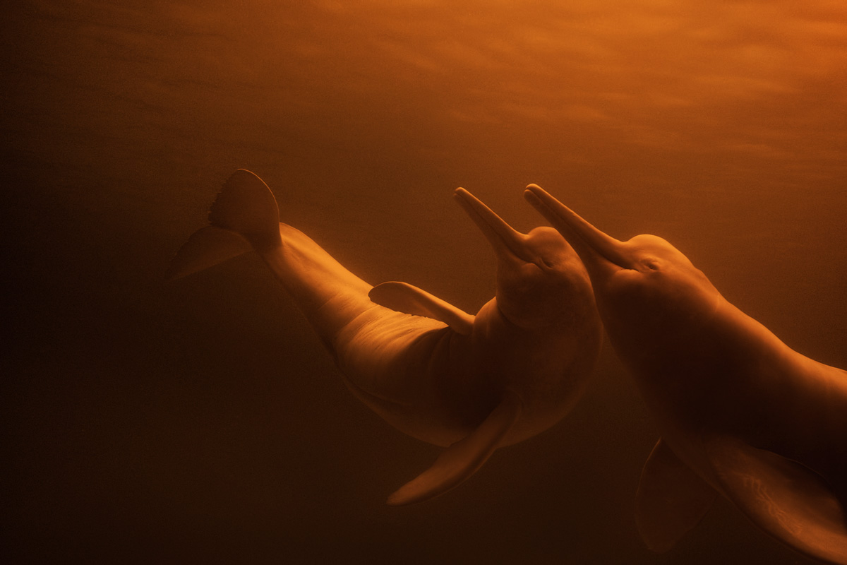 Fotografía de Iván Mikolji de una pareja de delfines rosados del Orinoco o Inia geoffrensis humboldtiana. IVÁN MIKOLJI