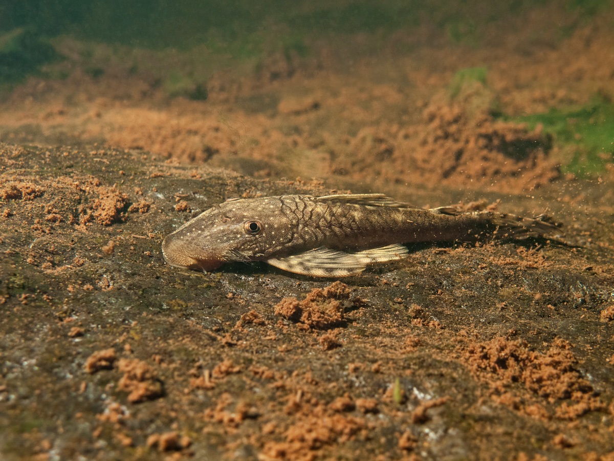 Fotografía de Iván Mikolji de un pez de la especie Lasiancistrus tentaculatus. IVÁN MIKOLJI