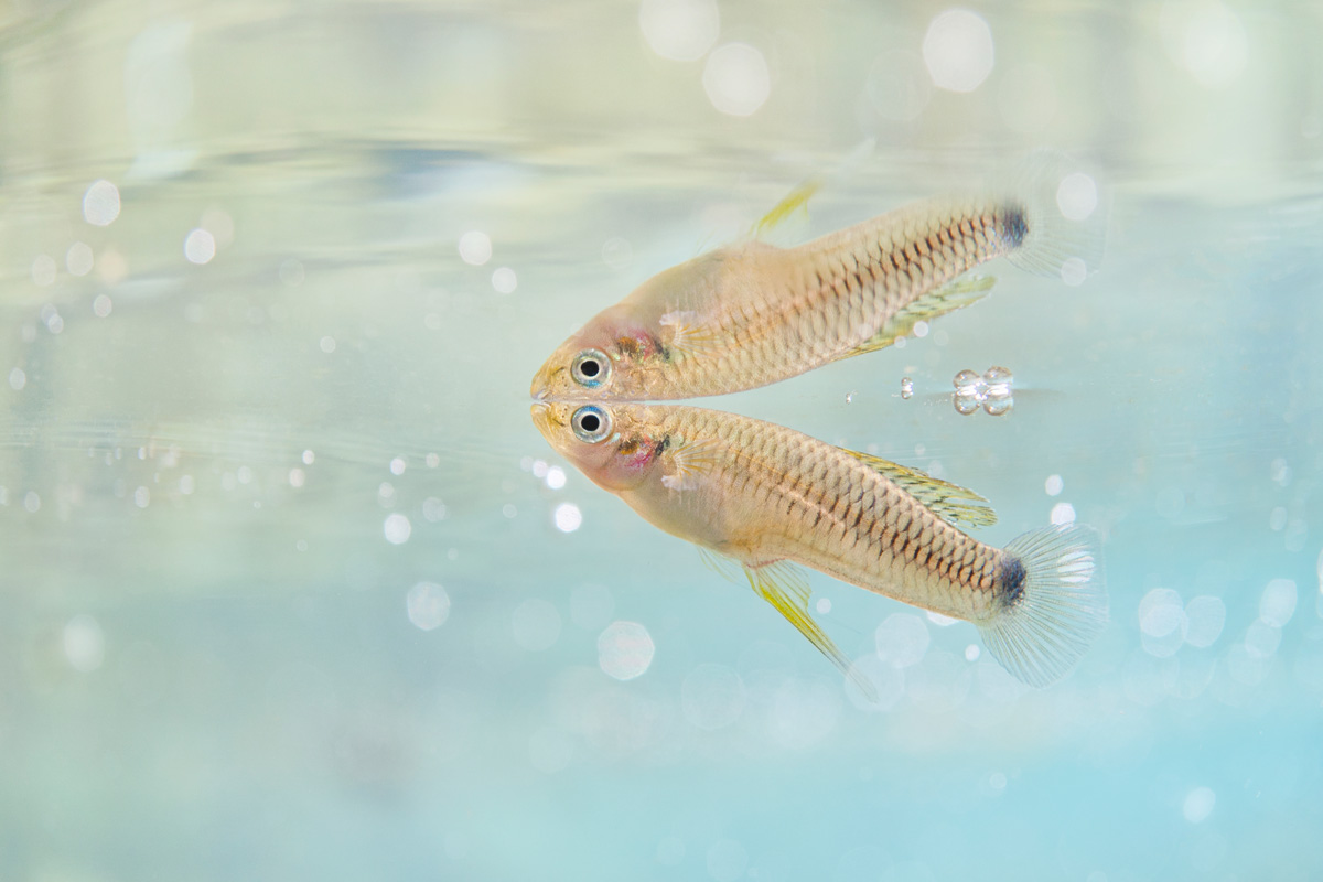 Fotografía de Iván Mikolji de un guatopote manchado o Pseudoxiphophorus bimaculatus. IVÁN MIKOLJI