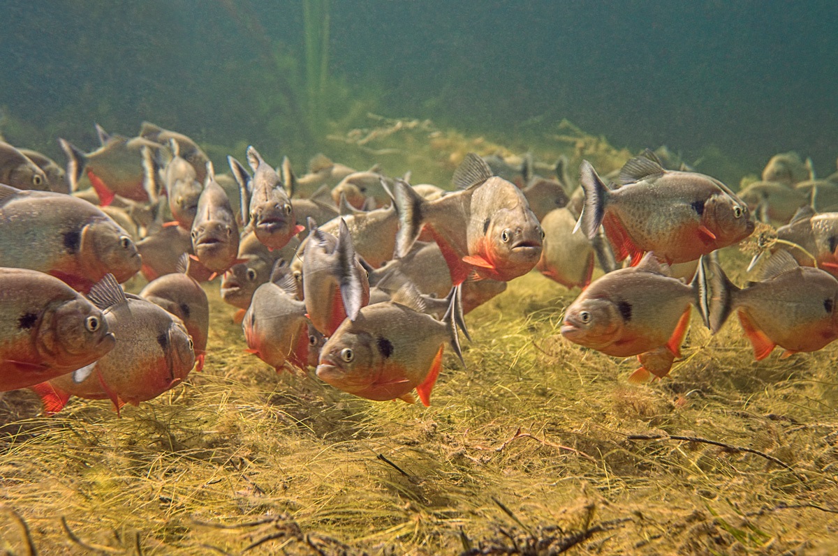 Fotografía de Iván Mikolji de pirañas del Orinoco o Pygocentrus cariba. IVÁN MIKOLJI